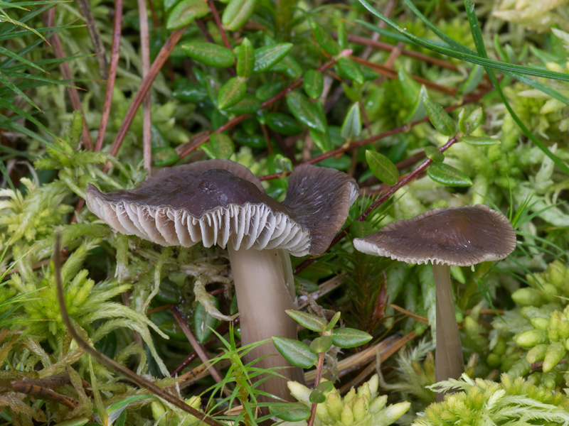 Mycena megaspora